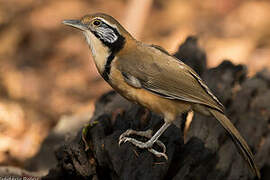 Greater Necklaced Laughingthrush