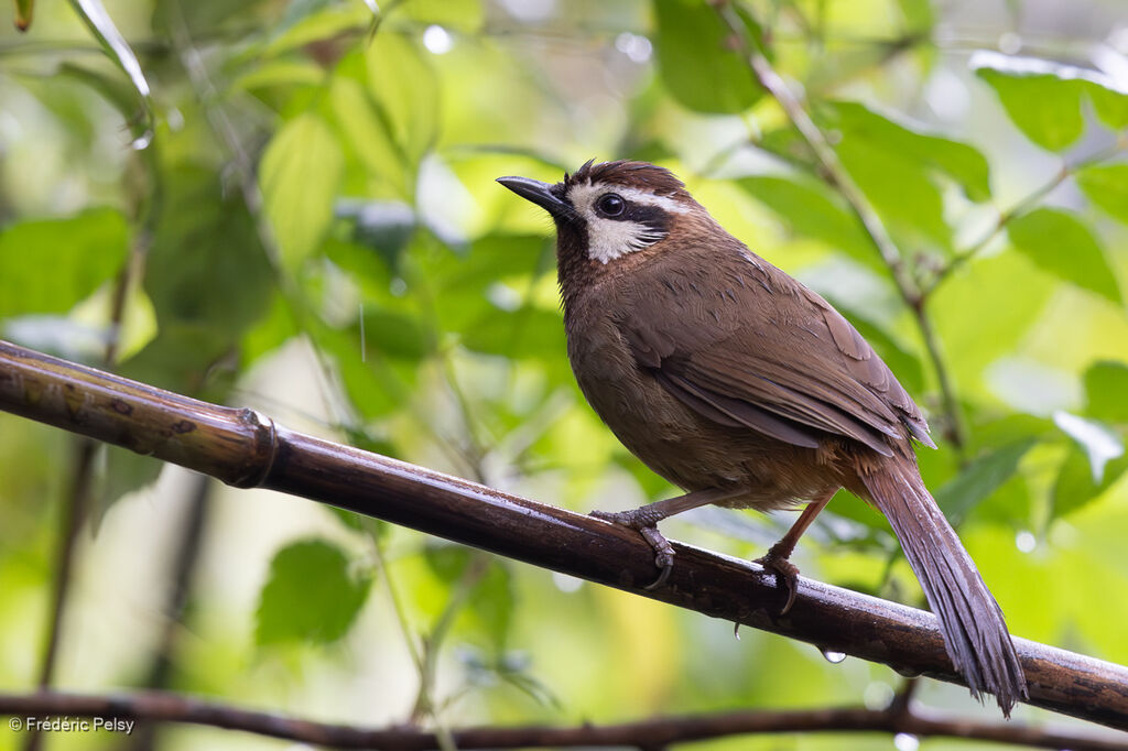 White-browed Laughingthrush
