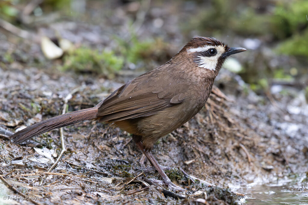 Garrulaxe à sourcils blancs