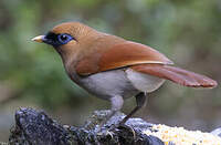 Garrulaxe de Berthémy