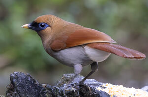 Garrulaxe de Berthémy