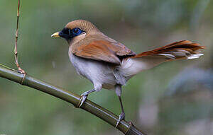 Garrulaxe de Berthémy