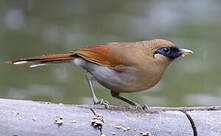 Garrulaxe de Berthémy