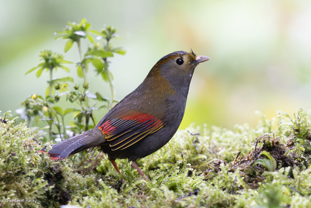 Garrulaxe de l'Omei mâle