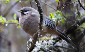 Garrulaxe de Sukatschev