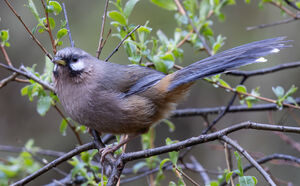 Garrulaxe de Sukatschev