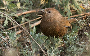 Bhutan Laughingthrush