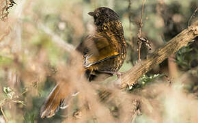 Blue-winged Laughingthrush