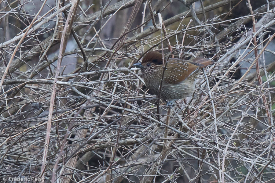 Striated Laughingthrush