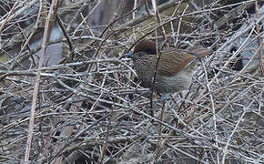 Striated Laughingthrush