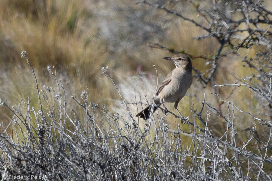 Grey-bellied Shrike-Tyrant