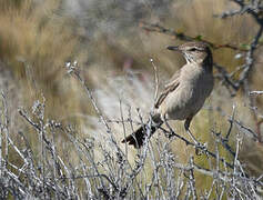 Grey-bellied Shrike-Tyrant