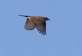 Lesser Shrike-Tyrant