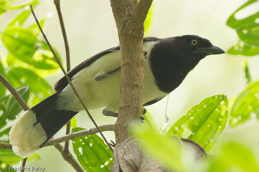 Black-chested Jayadult