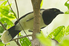 Black-chested Jay