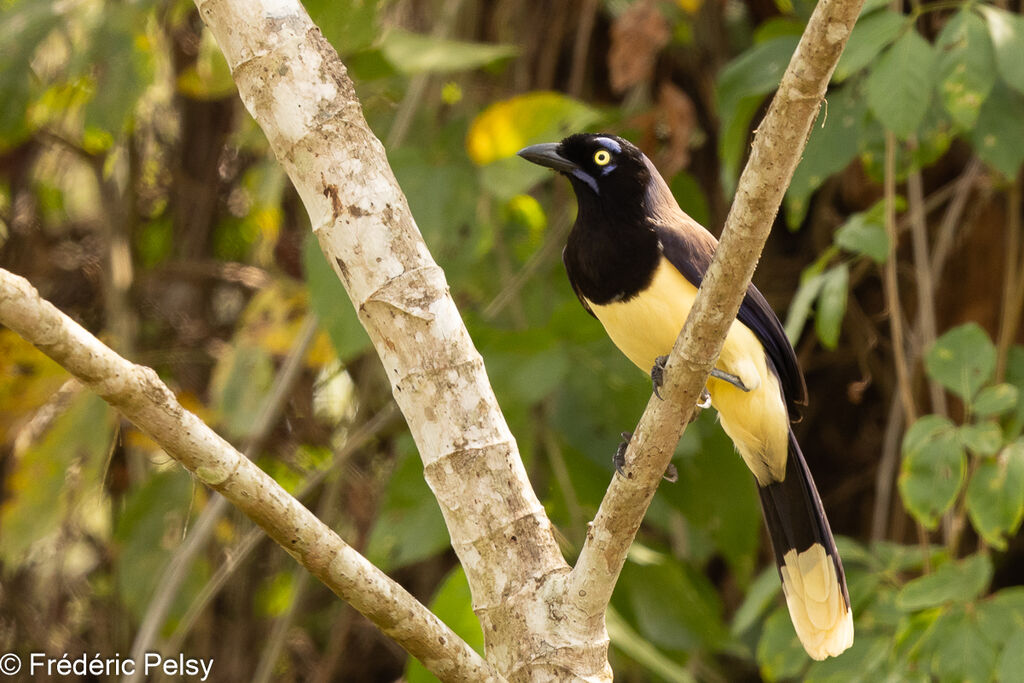 Black-chested Jay