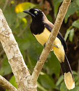 Black-chested Jay