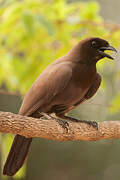 Purplish Jay