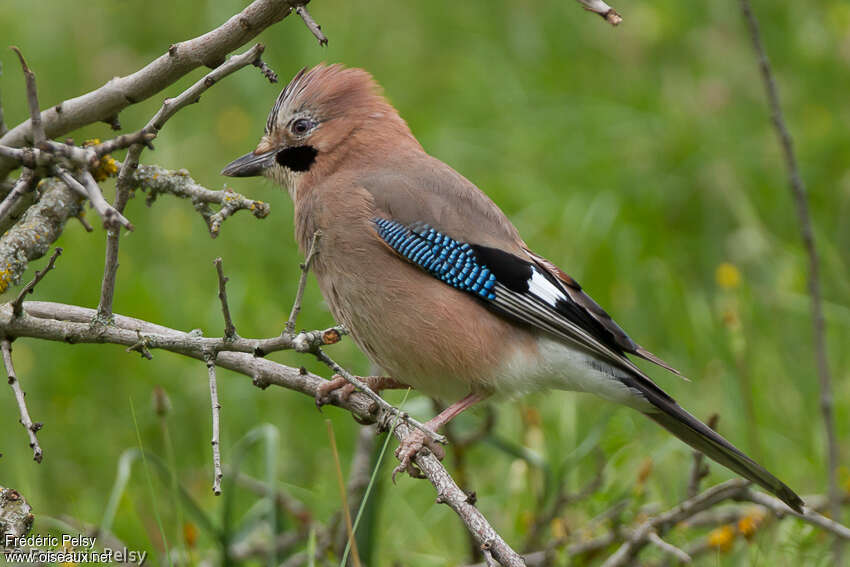 Geai des chênesadulte, identification