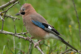 Eurasian Jay