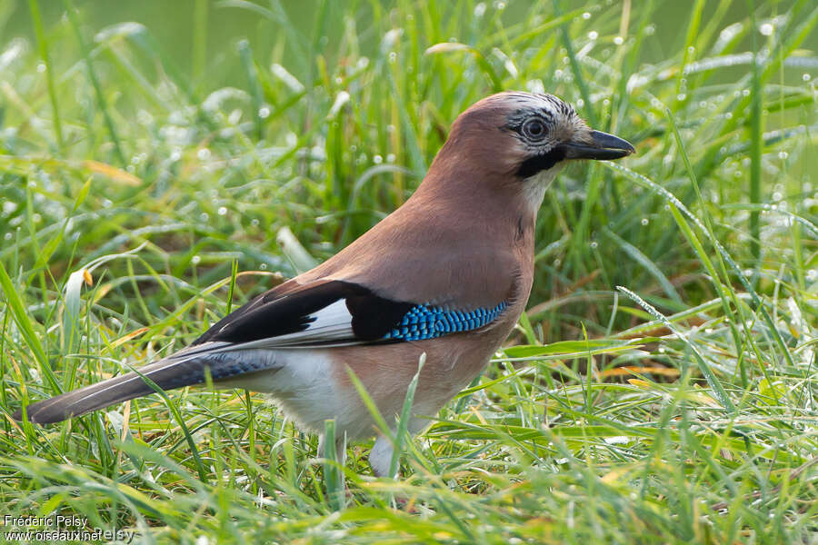 Eurasian Jay, pigmentation