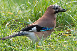 Eurasian Jay