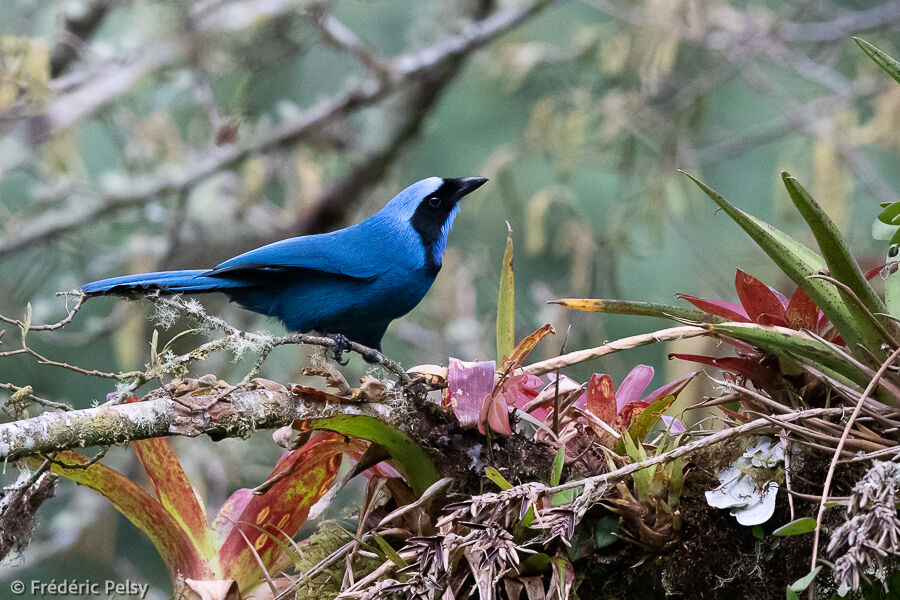 Turquoise Jay