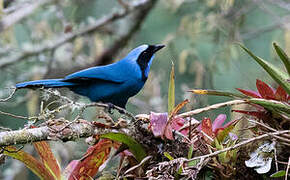 Turquoise Jay