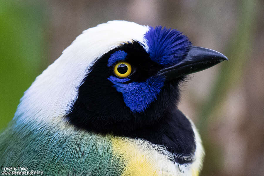 Inca Jayadult, close-up portrait