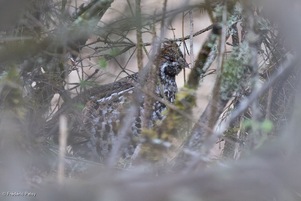 Gélinotte de Severtzov