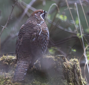 Gélinotte de Severtzov