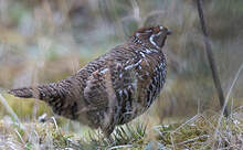 Gélinotte de Severtzov