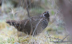 Gélinotte de Severtzov