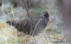 Gélinotte de Severtzov