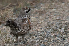 Hazel Grouse