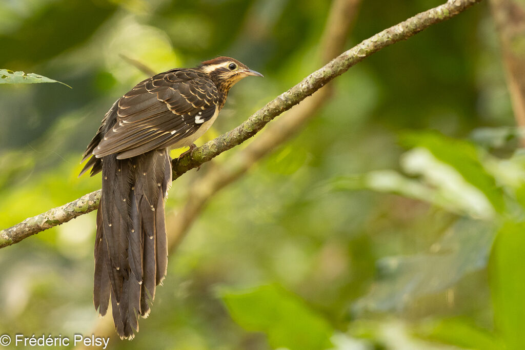 Pheasant Cuckoo