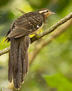 Pheasant Cuckoo