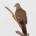 Géopélie à nuque rousse