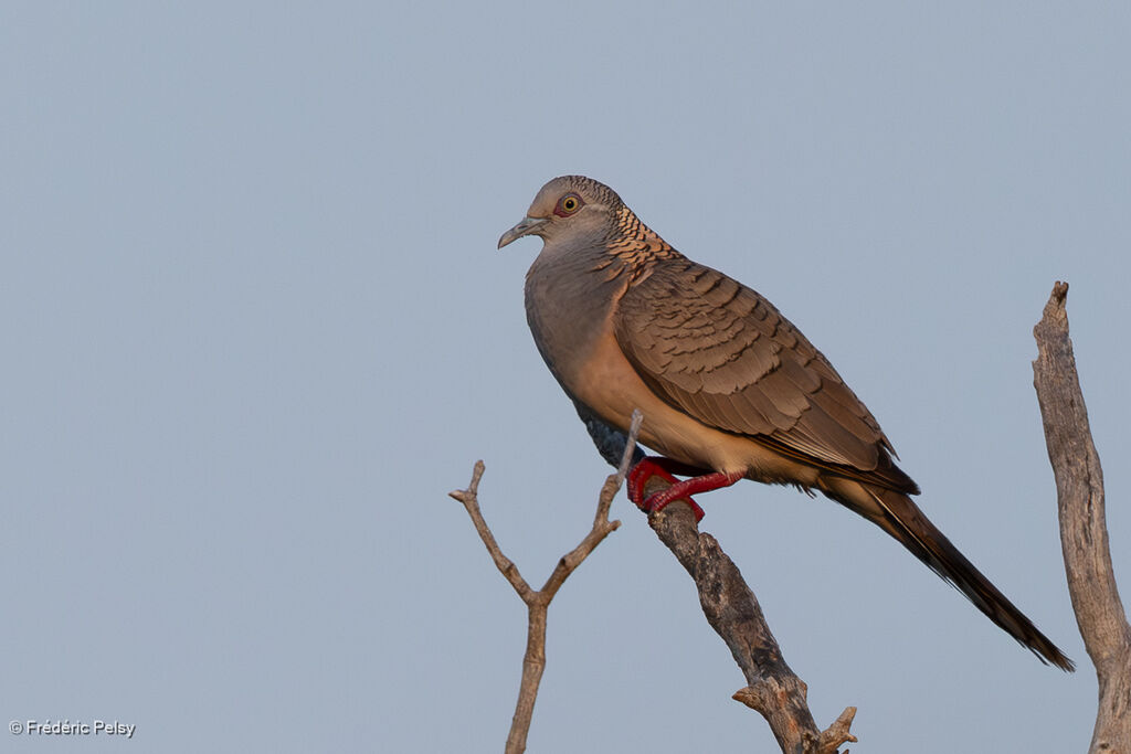 Bar-shouldered Dove