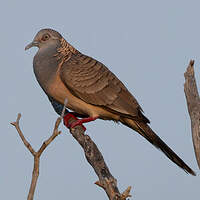 Géopélie à nuque rousse