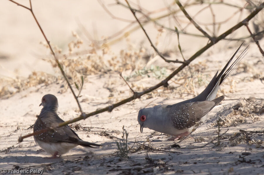 Diamond Doveadult, courting display