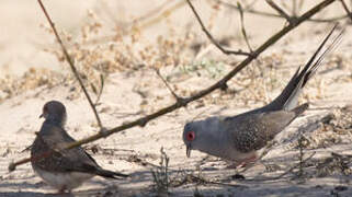 Diamond Dove