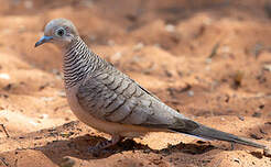 Géopélie placide