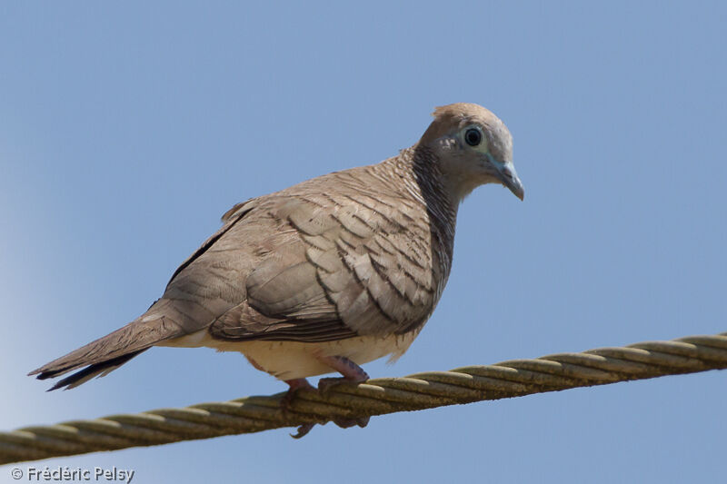 Zebra Dove