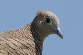 Zebra Dove