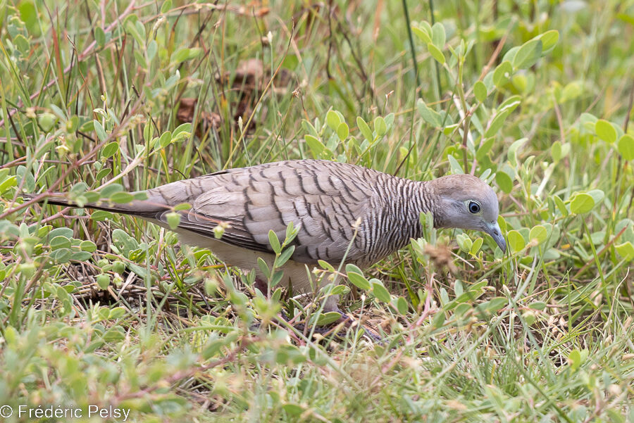 Zebra Dove