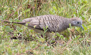 Zebra Dove