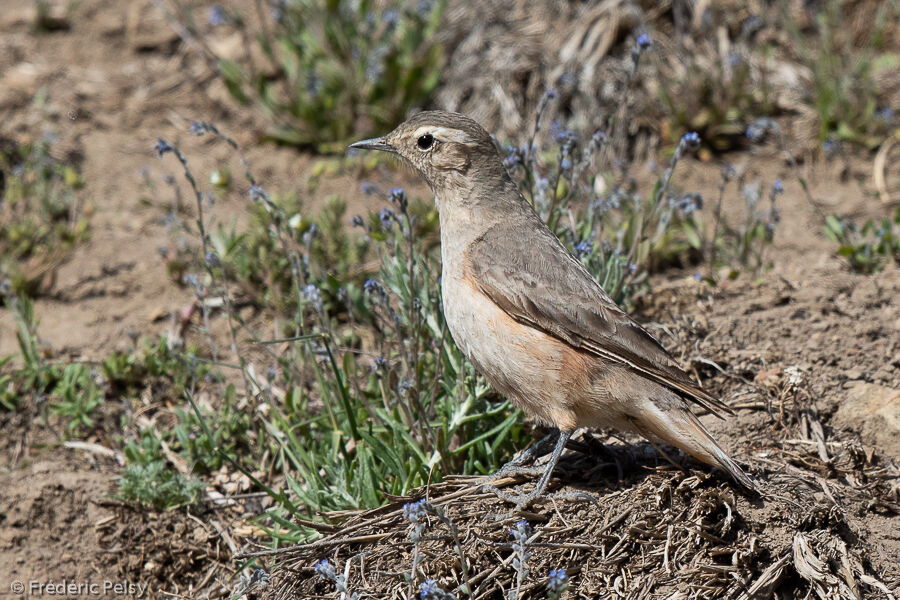 Rufous-banded Mineradult