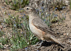 Rufous-banded Miner