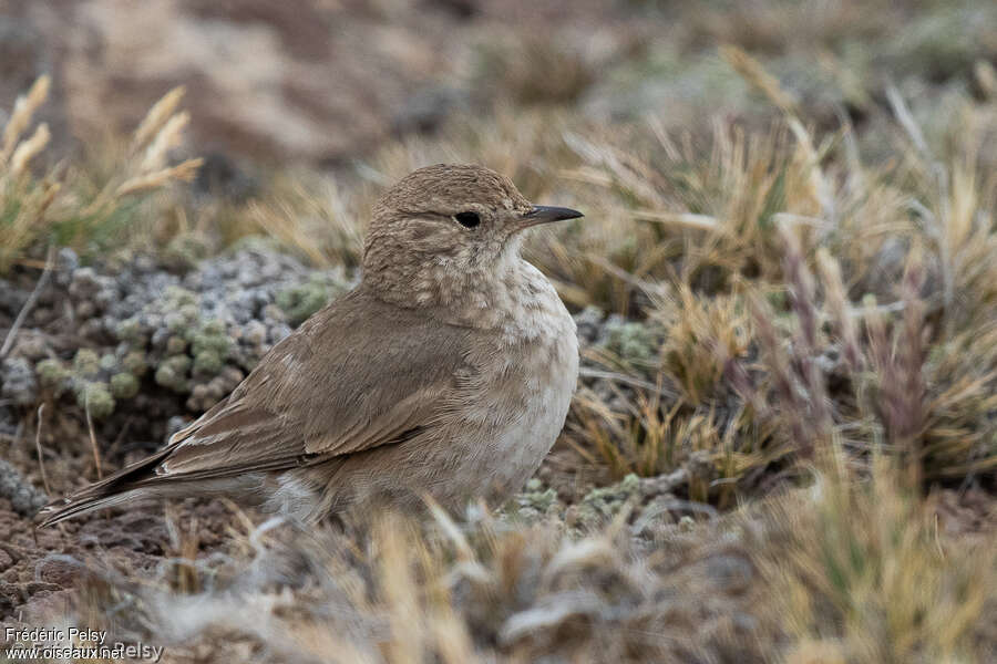 Short-billed Mineradult